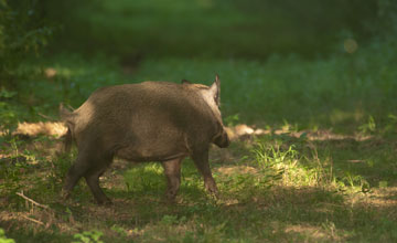 Anatolian boar [Sus scrofa libycus]