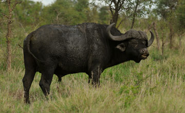 African buffalo [Syncerus caffer]