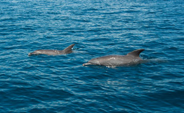 Common bottlenose dolphin [Tursiops truncatus]