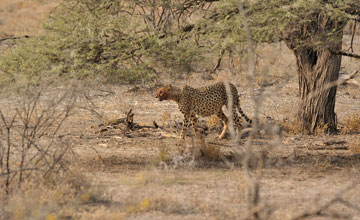 South african cheetah [Acinonyx jubatus jubatus]