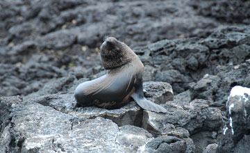 Galápagos fur seal [Arctocephalus galapagoensis]