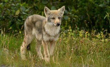 Eastern coyote (juv.) [Canis latrans var]