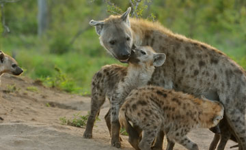 Spotted hyena [Crocuta crocuta]