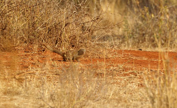 Ethiopian dwarf mongoose [Helogale hirtula]
