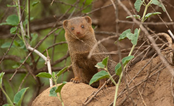 Common dwarf mongoose [Helogale parvula undulata]