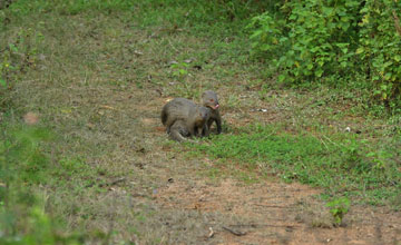 Indian grey mongoose [Herpestes edwardsii]