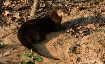North american river otter [Lontra canadensis lataxina]