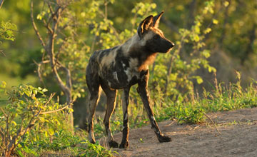 African wild dog [Lycaon pictus]
