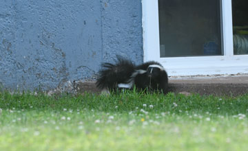 Striped skunk [Mephitis mephitis mephitis]