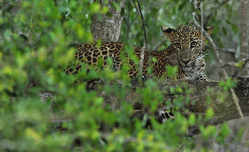 Sri lankan leopard [Panthera pardus kotiya]