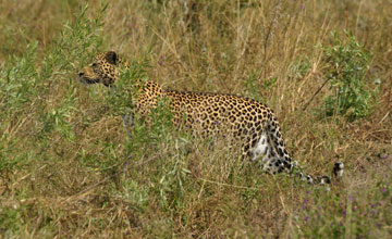 African leopard [Panthera pardus pardus]
