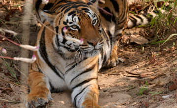 Bengal tiger [Panthera tigris tigris]