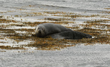 Eastern atlantic common seal [Phoca vitulina vitulina]