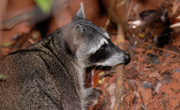Isthmian raccoon [Procyon lotor pumilus]
