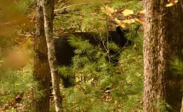 American black bear [Ursus americanus americanus]