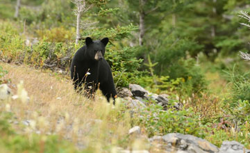 Newfoundland black bear [Ursus americanus hamiltoni]