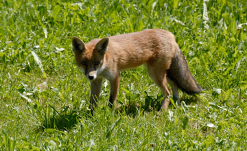 Red fox [Vulpes vulpes crucigera]
