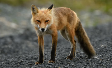 Red fox (juv.) [Vulpes vulpes deletrix]