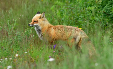 American red fox [Vulpes vulpes fulvus]
