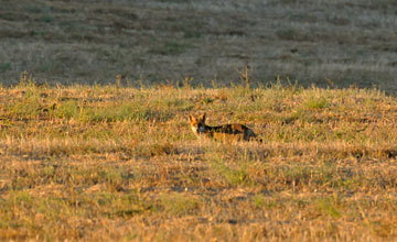 Iberian fox [Vulpes vulpes silacea]