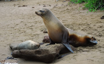 Galápagos sea lion [Zalophus wollebaeki]
