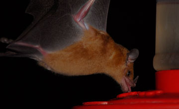 Orange nectar bat [Lonchophylla robusta]