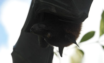 Black flying fox [Pteropus alecto]