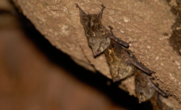 Proboscis bat [Rhynchonycteris naso]