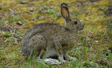 Snowshoe hare [Lepus americanus struthopus]