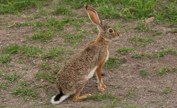Cape hare [Lepus capensis]