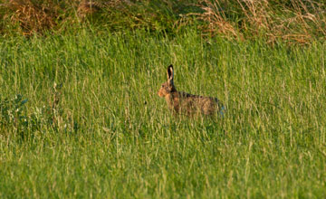 European hare [Lepus europaeus]