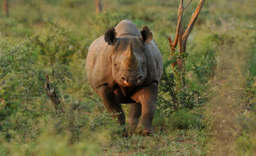 South-central black rhinoceros [Diceros bicornis minor]
