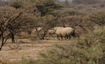 South-western black rhinoceros [Diceros bicornis occidentalis]