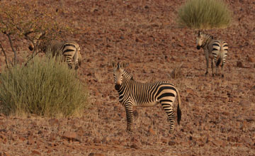 Hartmann's mountain zebra [Equus zebra hartmannae]
