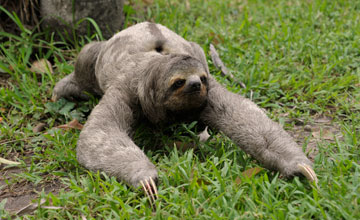 Brown-throated three-toed sloth [Bradypus variegatus]