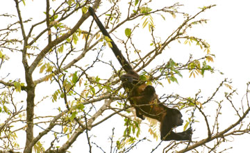 Golden-mantled howler monkey [Alouatta palliata]