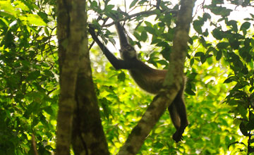 Yucatan spider monkey [Ateles geoffroyi yucatanensis]