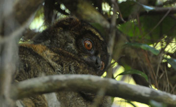 Eastern woolly lemur [Avahi laniger]