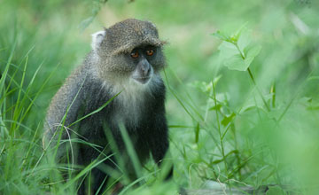 Sykes' monkey [Cercopithecus albogularis]
