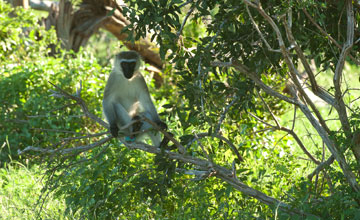 Vervet monkey [Chlorocebus pygerythrus hilgerti]
