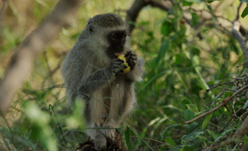 Vervet monkey [Chlorocebus pygerythrus pygerythus]