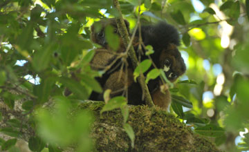 Red-bellied lemur [Eulemur rubriventer]