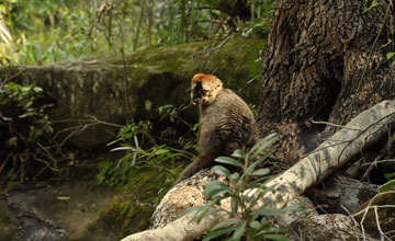 Red-fronted lemur [Eulemur rufifrons]