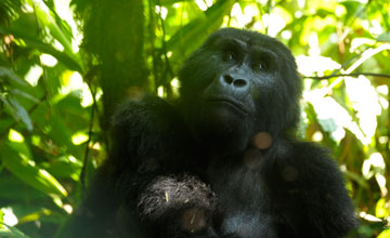 Mountain gorilla [Gorilla beringei beringei]