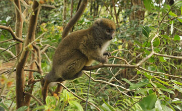 Eastern lesser bamboo lemur [Hapalemur griseus]