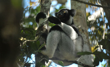 Indri [Indri indri]