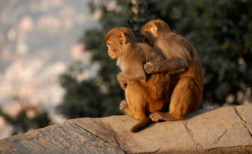 Rhesus macaque [Macaca mulatta mulatta]