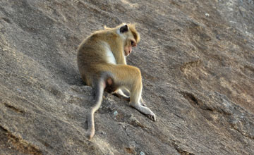 Toque macaque [Macaca sinica sinica]