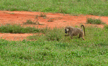 Yellow baboon [Papio cynocephalus ibeanus]