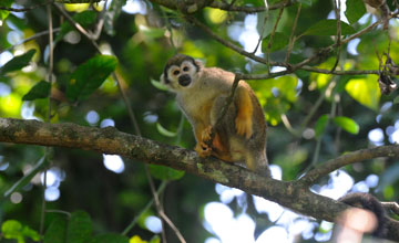 Guianan squirrel monkey [Saimiri sciureus]